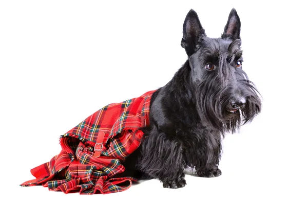 Scottish terrier in a kilt — Stock Photo, Image