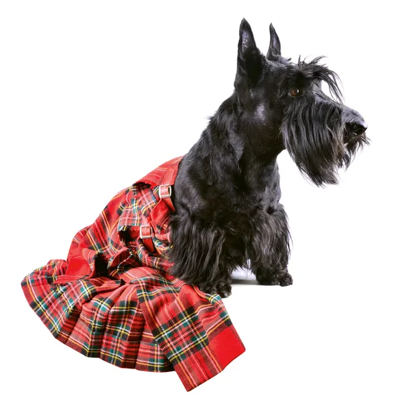 Hond in kilt — Stockfoto