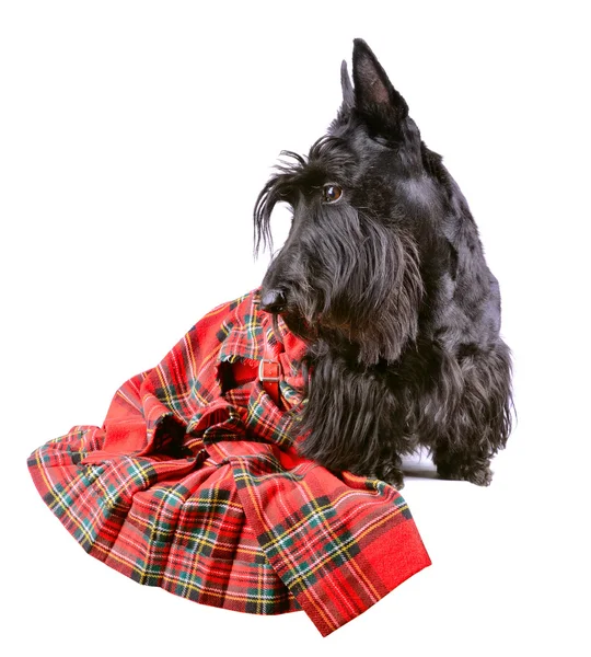 Scotch terrier en un tartán rojo — Foto de Stock