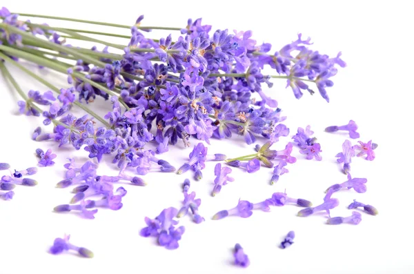 Monte de lavanda — Fotografia de Stock