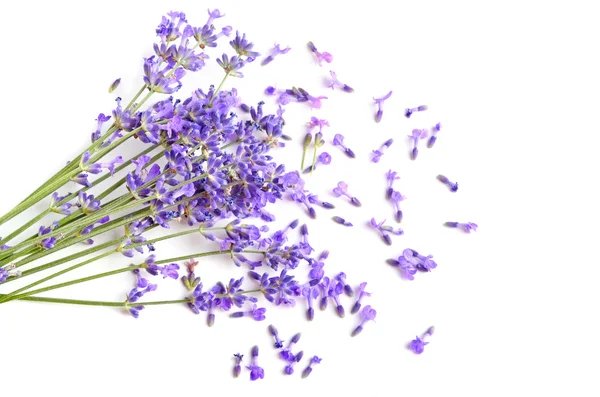 Lavanda fresca — Foto Stock