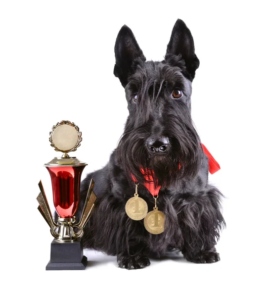 Champion dog with gold gup Royalty Free Stock Images