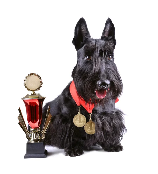 Scotch terrier Stock Image