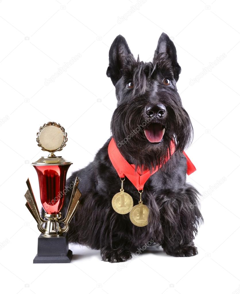 Scotch terrier with golg cup