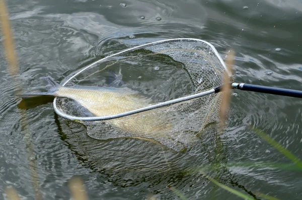 Рыба в сети — стоковое фото