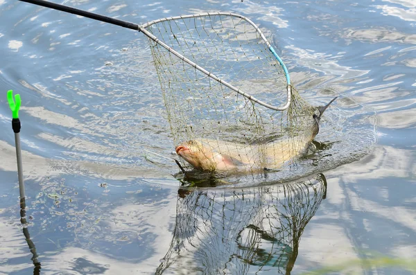 Att fånga fisk — Stockfoto