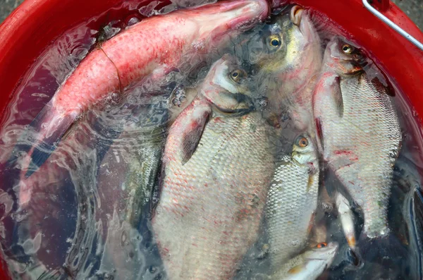 Peces en el agua —  Fotos de Stock