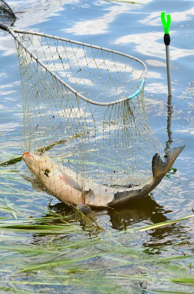 Рыбалка — стоковое фото