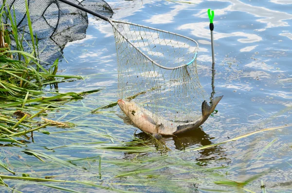 Fishing — Stock Photo, Image