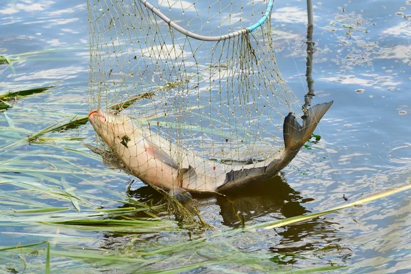 Halászat — Stock Fotó