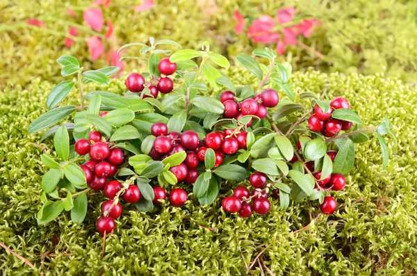 Foxberry de otoño — Foto de Stock