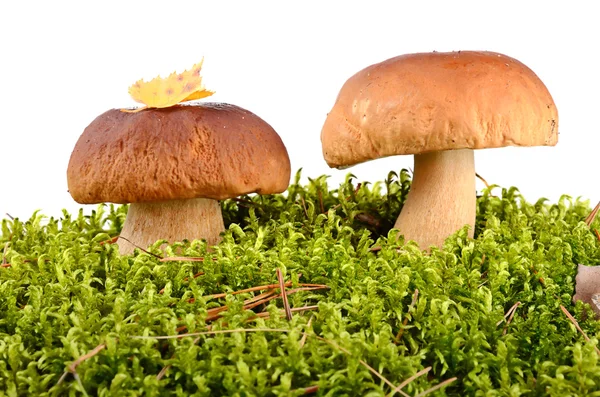 Cogumelos no musgo — Fotografia de Stock