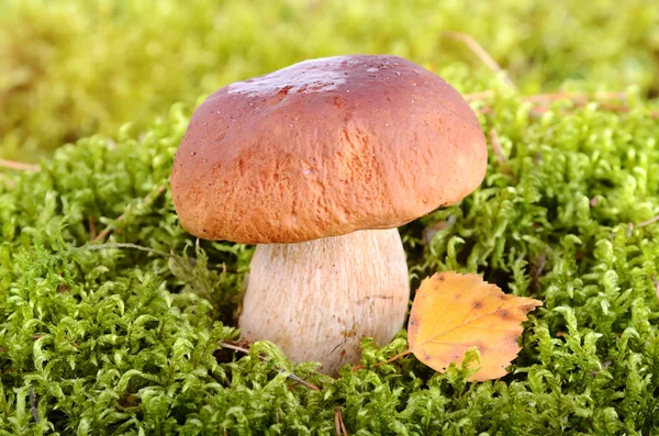 Grande cogumelo na floresta — Fotografia de Stock