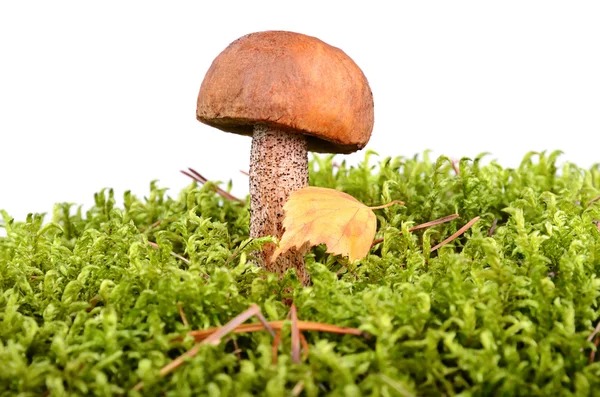 Brown cup mushroom — Stock Photo, Image