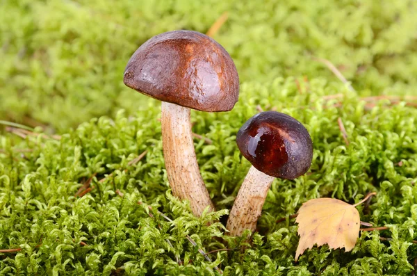 Dois cogumelos — Fotografia de Stock