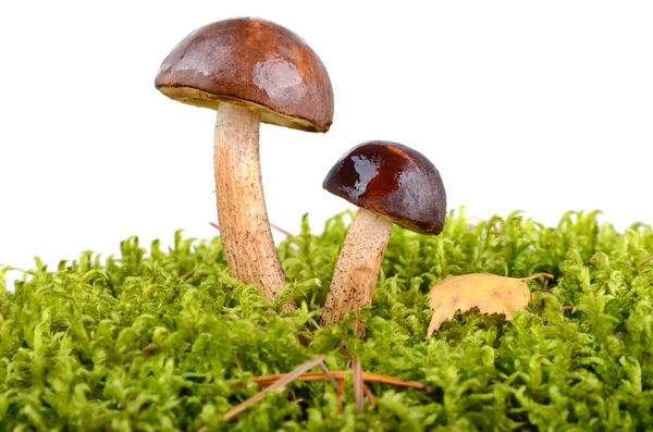Brown cup mushrooms — Stock Photo, Image