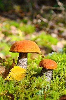 ormandaki mantarları