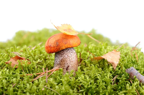 Cogumelo na floresta — Fotografia de Stock