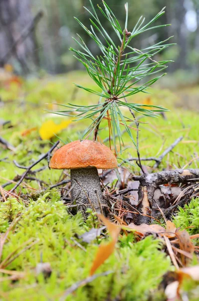 Champignon in herfst bos — Stockfoto