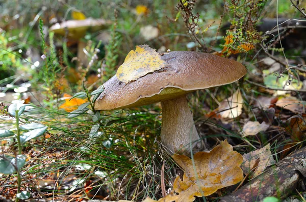 Oak mushroom — Stock Photo, Image