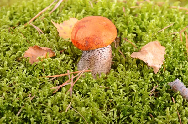Orange-cap mushroom — Stock Photo, Image