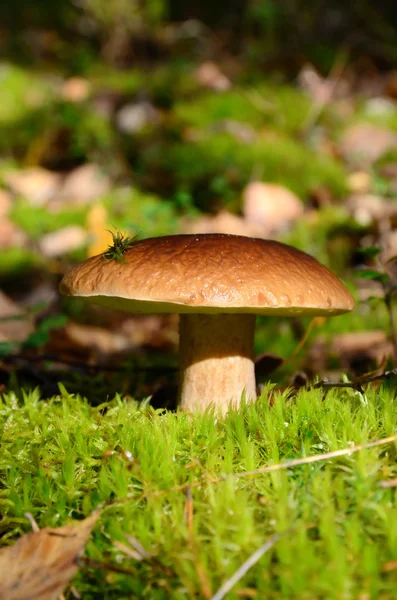 Champiñón boletus rey — Foto de Stock