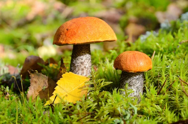 Два гриба в лесу — стоковое фото