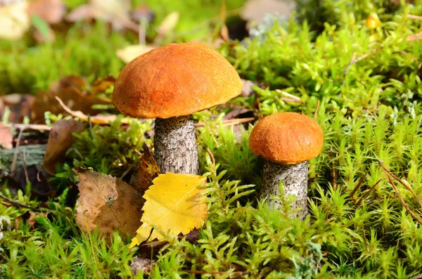 Pilz im Moos — Stockfoto