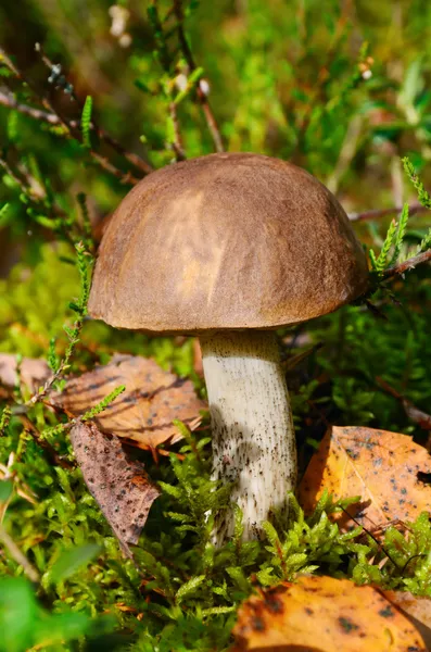 棕色杯蘑菇 — 图库照片