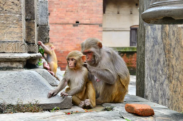 Groep van apen — Stockfoto