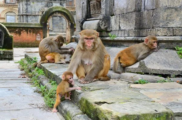 Groep van apen — Stockfoto