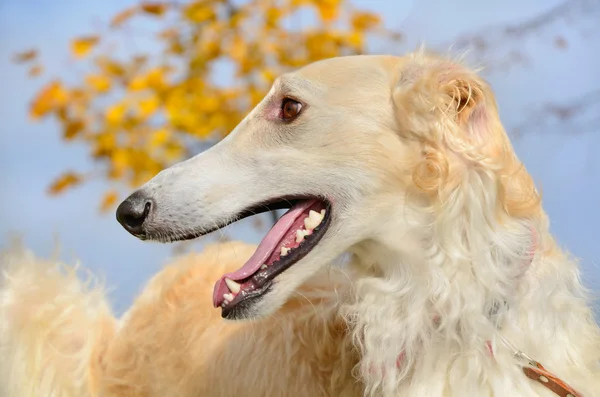 Rus borzoi — Stok fotoğraf