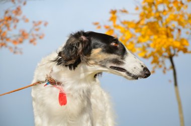 Rus borzoi portrate