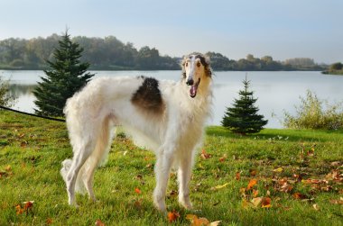 Borzoi köpek