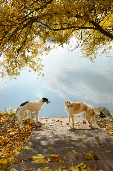 Dois cães lobos russos — Fotografia de Stock