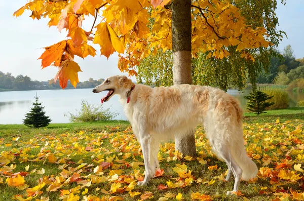 Borzoi blanco —  Fotos de Stock