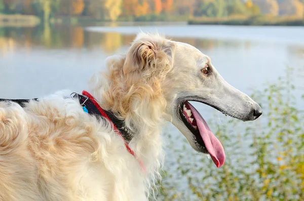 Beyaz borzoi portrate — Stok fotoğraf