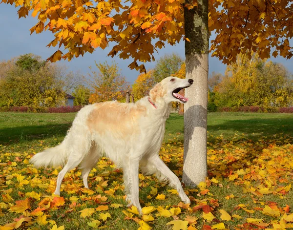 Weißer russischer Wolfshund — Stockfoto