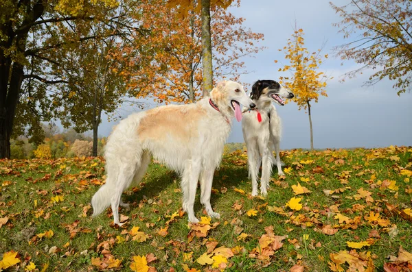 Två ryska varghund — Stockfoto