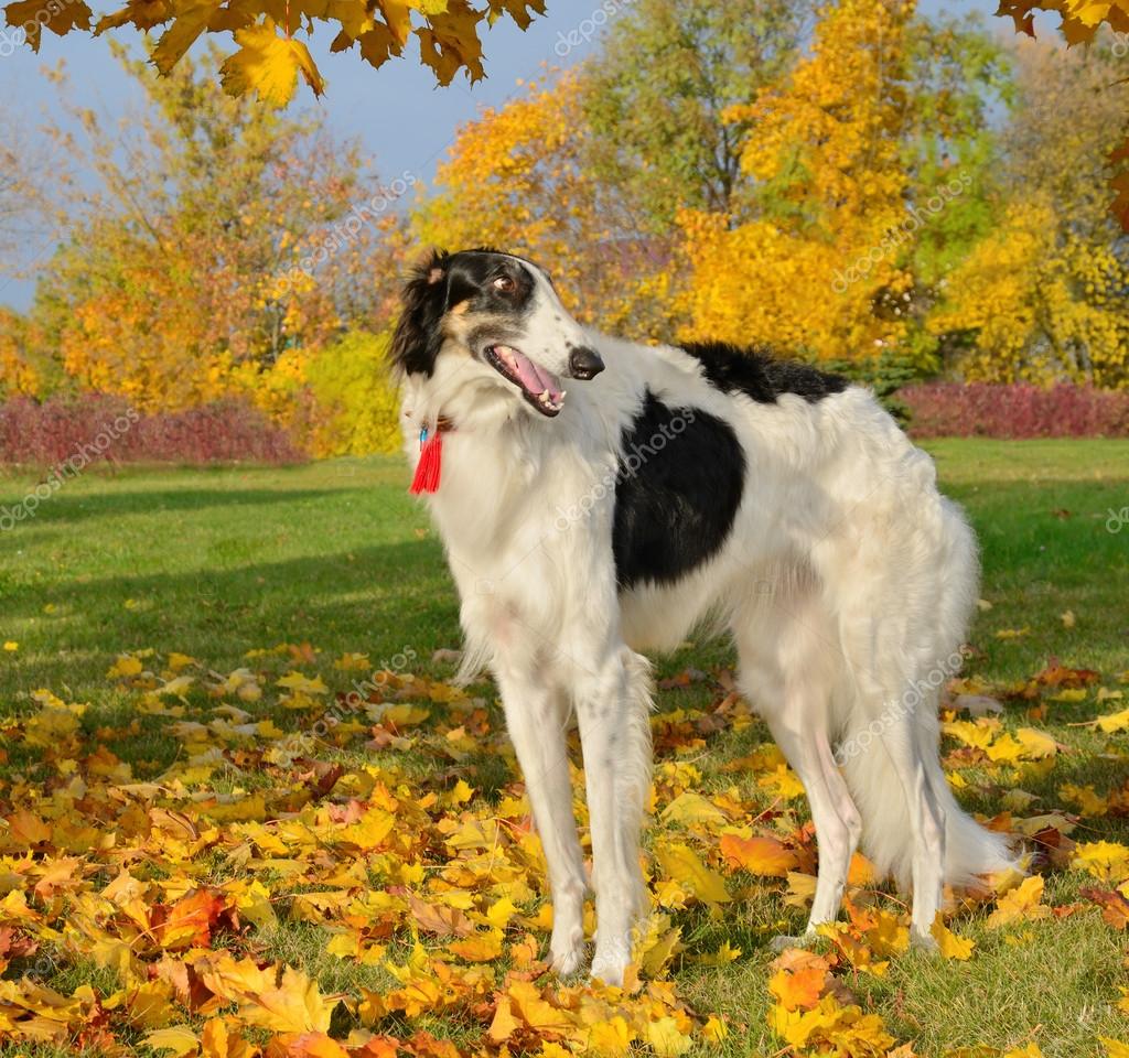 Borzoi Sighthound Russian Sighthound Borzoi Dog Sighthound Dog