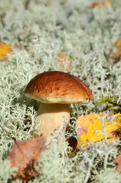 Осенний гриб — стоковое фото