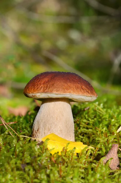 Champiñón boletus rey — Foto de Stock