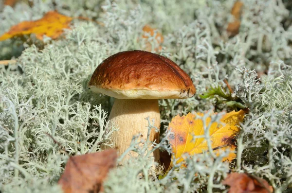 Cogumelo de outono — Fotografia de Stock