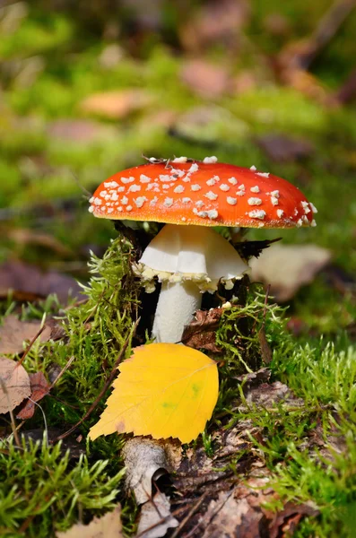 Cogumelo venenoso Amanita — Fotografia de Stock