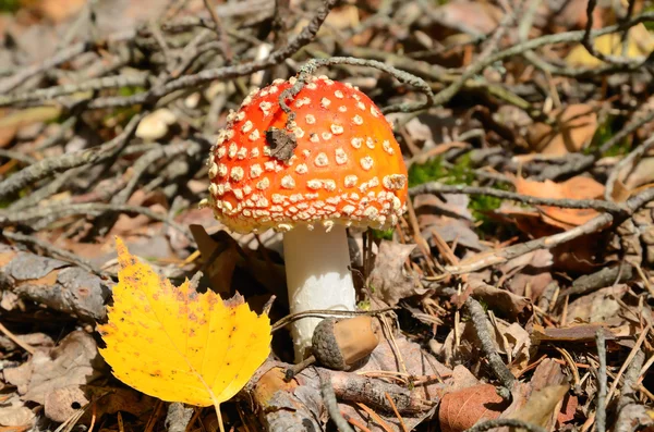 Röd flyga ageric svamp — Stockfoto