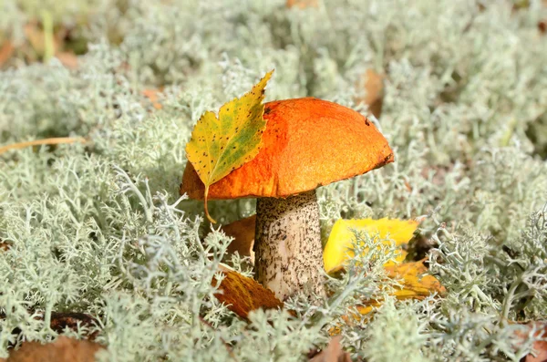 Orange cap mushroom — Stock Photo, Image