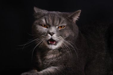 Kızgın kedi.
