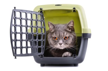 İngiliz kısa hava kedisi