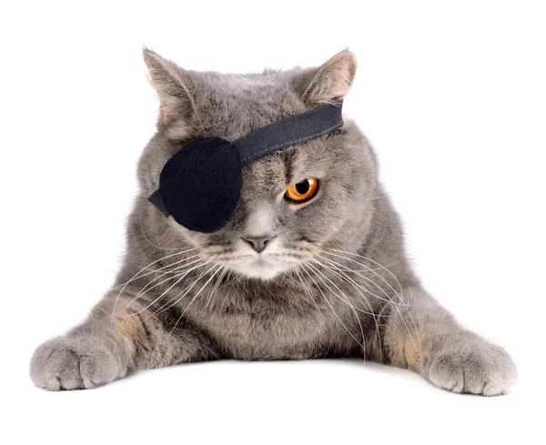 Pirate cat — Stock Photo, Image