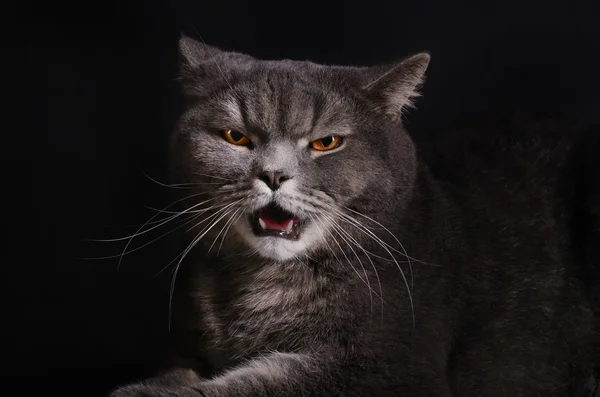 화난 고양이 — 스톡 사진